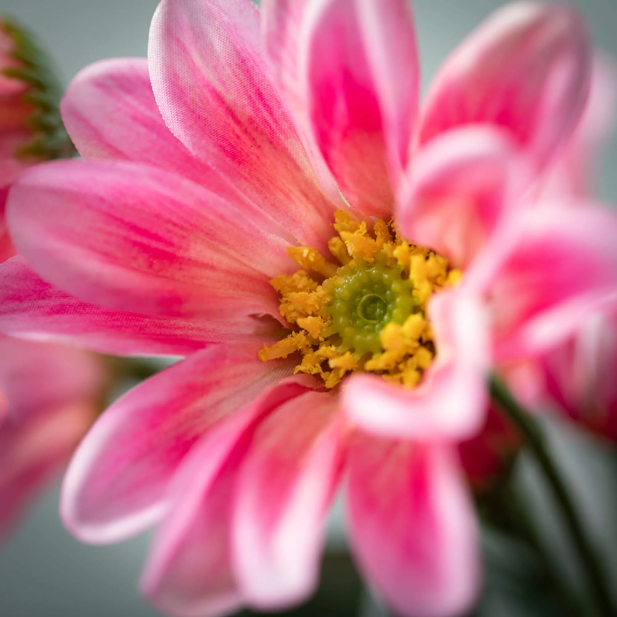 33.5"H Sullivans Blush Pink Gazania Stem, Pink